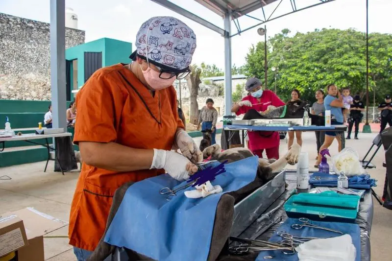 Impulsa Gobierno de Yucatán jornadas gratuitas de esterilización y vacunación de mascotas