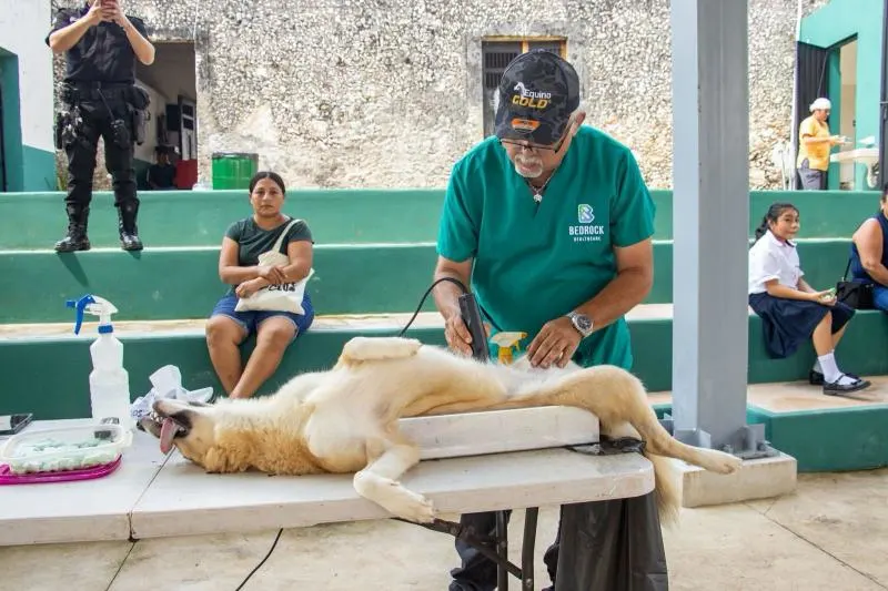 Impulsa Gobierno de Yucatán jornadas gratuitas de esterilización y vacunación de mascotas